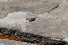 Triepeolus subnitens