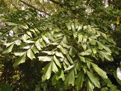 Caryota mitis