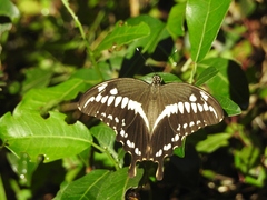 Papilio constantinus