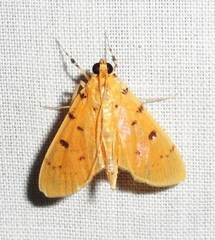 Phaedropsis stictigramma