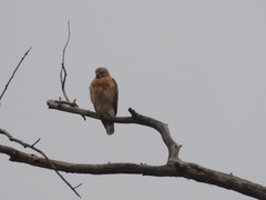 Buteo lineatus