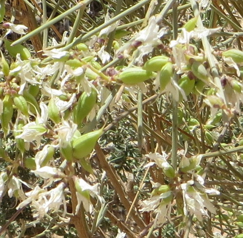 White weeping broom