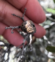 Andricus chrysolepidicola