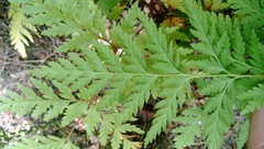 Loxsoma cunninghamii