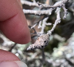 Andricus chrysolepidicola