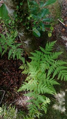 Loxsoma cunninghamii