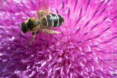 Halictus quadricinctus