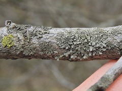 Phaeophyscia ciliata