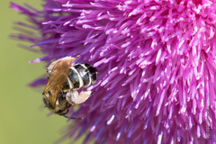 Halictus quadricinctus