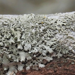 Phaeophyscia ciliata