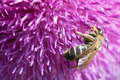 Halictus quadricinctus