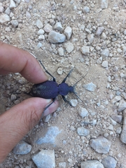 Carabus scabrosus tauricus