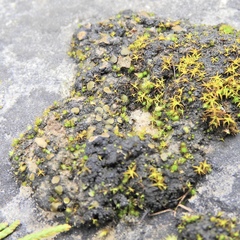 Placidium squamulosum