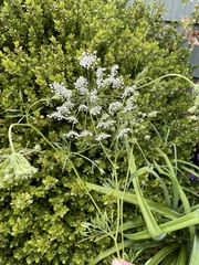 Cicuta virosa