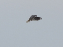 Elanus leucurus