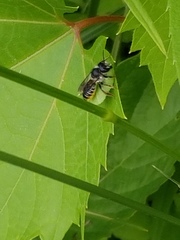 Megachile inermis