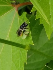Megachile inermis