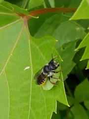 Megachile inermis