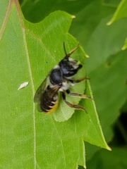 Megachile inermis