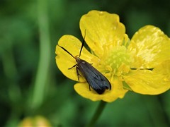 Dichomeris nonstrigella