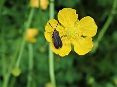 Dichomeris nonstrigella