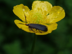 Dichomeris nonstrigella