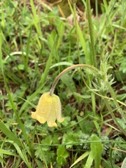 Pulsatilla albana