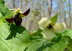 Trillium