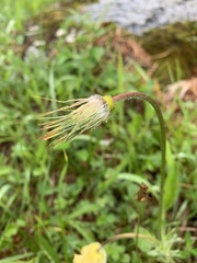 Pulsatilla albana