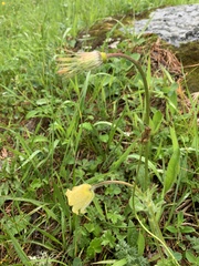 Pulsatilla albana