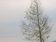 Elanus leucurus