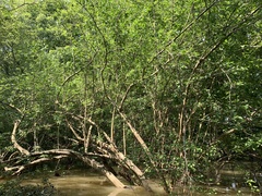 Forestiera acuminata