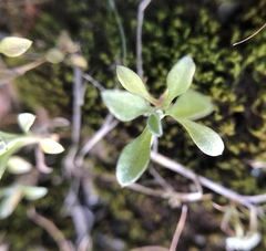 Hesperevax sparsiflora