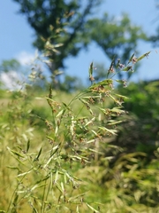Festuca heterophylla