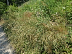 Festuca heterophylla