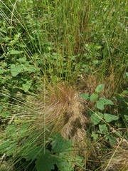 Festuca heterophylla