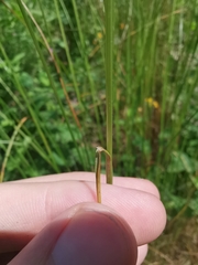 Festuca heterophylla