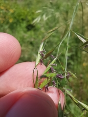 Festuca heterophylla