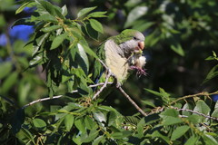 Myiopsitta monachus