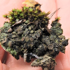 Placidium squamulosum