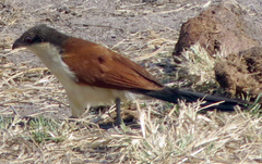 Centropus senegalensis