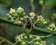 Nomia fuscipennis