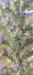 Echium gaditanum