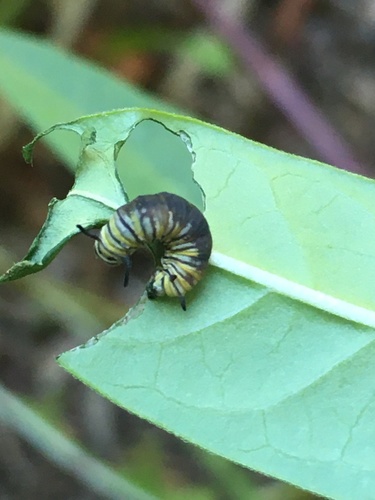 photo of Monarch (Danaus plexippus)