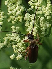 Alosterna tabacicolor