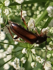 Alosterna tabacicolor