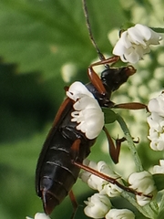 Alosterna tabacicolor