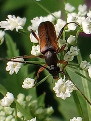 Alosterna tabacicolor