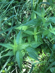 Anisacanthus quadrifidus