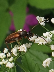 Alosterna tabacicolor